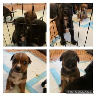 Kelpie x best sale rottweiler puppies