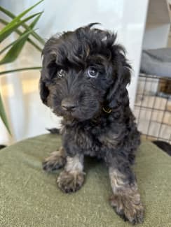 Schnoodle gumtree best sale