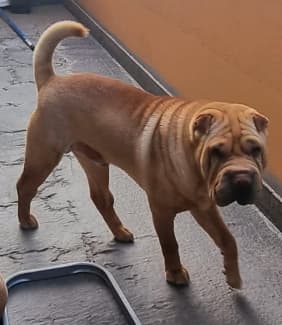 Shar sales pei gumtree