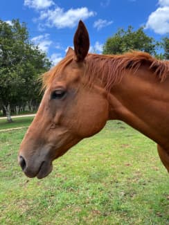 Stunning TB mare, 9 yr old, , free to a loving home. | Horses &  Ponies | Gumtree Australia Lismore Area - Tregeagle | 1306626010