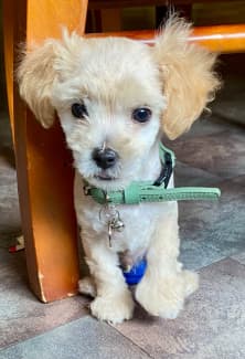 Maltipoo gumtree best sale