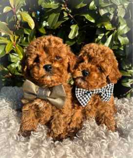 Gumtree teddy bear puppies hotsell