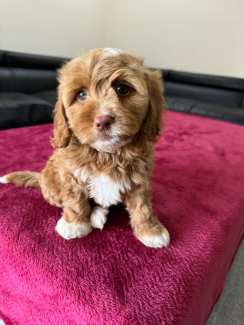 Gumtree 2024 cockapoo puppies