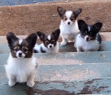 Papillon gumtree sale