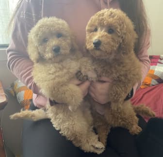 red bichon poodle puppies for sale