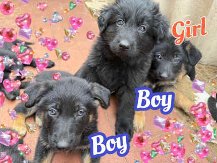 German shepherd puppies fashion for on gumtree