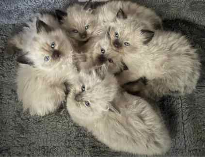 Purebred ragdoll kitten Cats Kittens Gumtree Australia Richmond Valley North Casino 1327377496