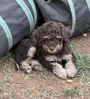 Miniature Poodle Puppies Dogs Puppies Gumtree Australia Benalla Area Thoona 1329000033