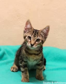 Gumtree store kitten adoption