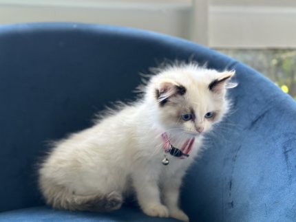 Ragdoll Kittens 10 wks old Cats Kittens Gumtree Australia Mornington Peninsula Hastings 1330585609