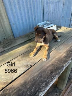 Kelpie puppies hot sale gumtree