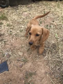 trading post miniature dachshund