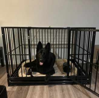 Super Heavy Duty XL Pet Crate Cage Extra Large Puppy Dog Kennel 42 Pet Products Gumtree Australia Inner Sydney Sydney City 1328890581