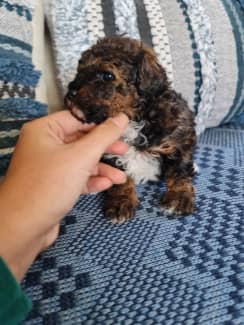 Phantom toy hotsell poodle puppies