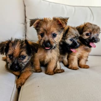 Shih tzu clearance puppies yorkshire