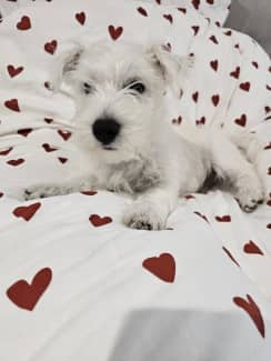 Westie pedigree sales