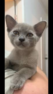 Blue burmese best sale kittens for sale