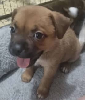 Pug staffy best sale cross puppies