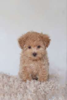 Maltipoo gumtree hot sale