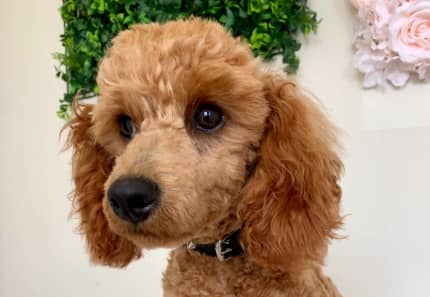 toy cavoodle gumtree