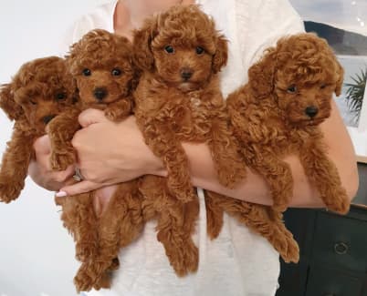 teacup poodles for sale gold coast