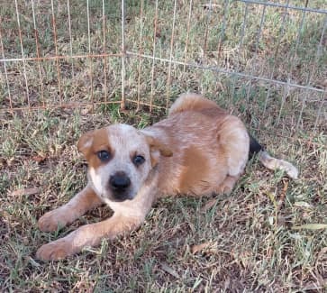 Gumtree dogs sales needing homes