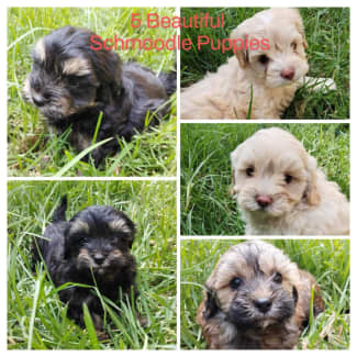 Toy poodle x hot sale maltese shih tzu