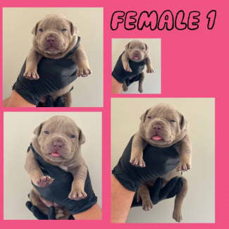 Registered sales american bully