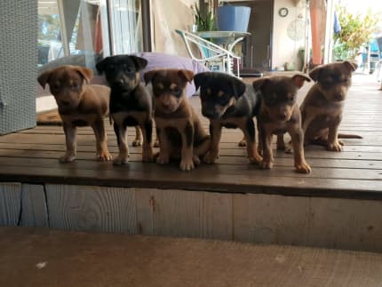 Kelpie best sale puppies gumtree