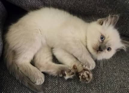 Ragdoll cats hot sale gumtree