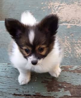 Papillon puppies for sale 2024 gumtree