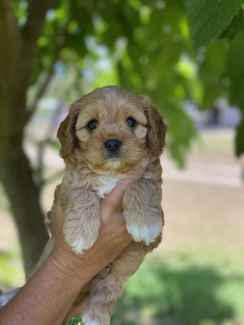 Cavoodle puppies for fashion gumtree