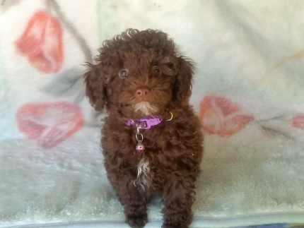 Gorgeous Choc. Toy Poodle Girls Available Now Neg. Dogs Puppies Gumtree Australia Hervey Bay Region Fraser Coast 1327406455