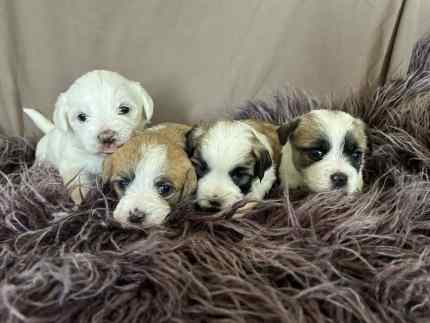 Maltese x shops puppies