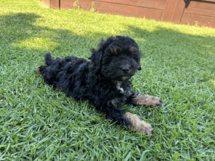 Maltese shih clearance tzu toy poodle