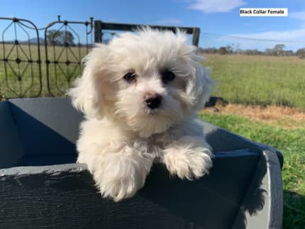 maltese shih tzu bichon frise