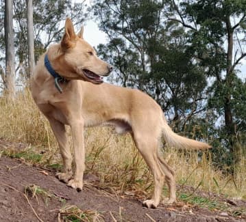 how much do australian kelpies shed