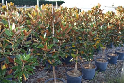 Magnolia Grandiflora Little Gem  Summer Sale | Plants | Gumtree  Australia Mornington Peninsula - Fingal | 1296294753