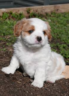 Adult Japanese Spitz Cross Maltese Large Best Spitz Breed Jatzu