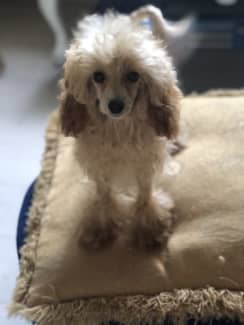 Gumtree cheap poodle puppies