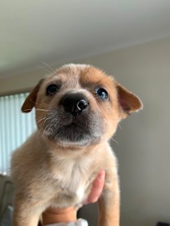 Red Heeler Pups Dogs Puppies Gumtree Australia Bendigo City Bendigo