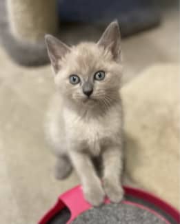 Ragdoll 2024 x burmese