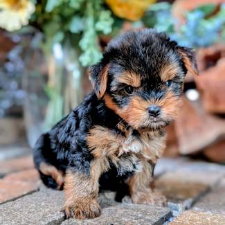 Clearance yorkipoo gumtree Hotsell Black Friday