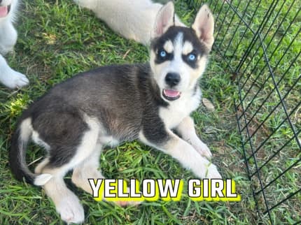 Siberian sales husky gumtree