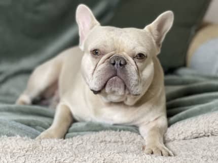 what age do french bulldogs lose baby teeth