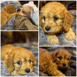 Gumtree sales cavoodle puppies