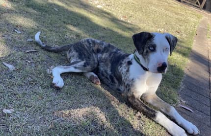 Catahoula best sale feist mix