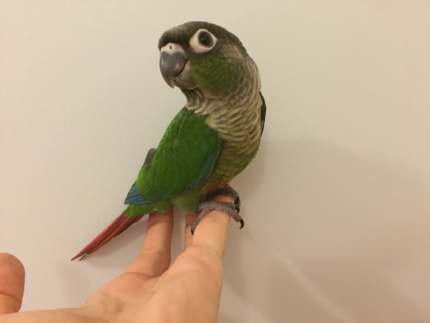 green cheek conure gumtree