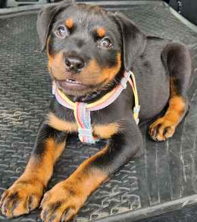 do rottweilers have blue eyes