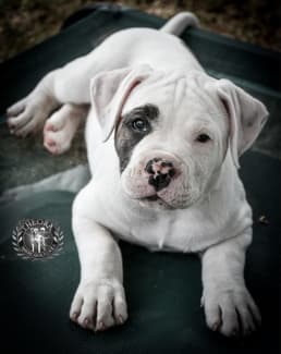 Pedigree sales american bulldog